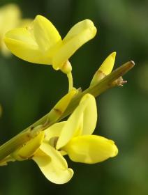 goldener Ginster