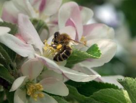 Apfelblüte mit Biene