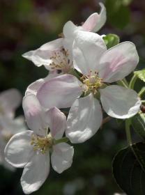 Apfelblüte