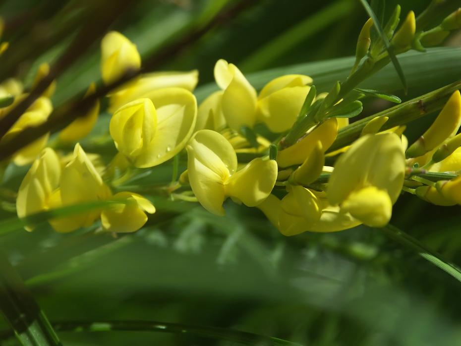Ginster in Blüte