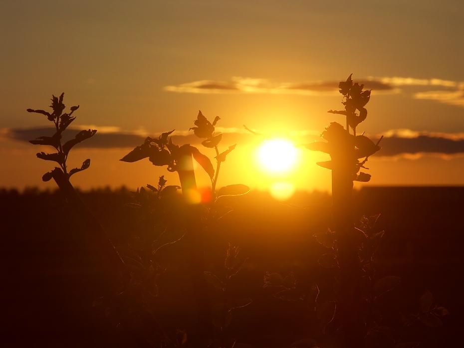 Sonnenuntergang hinter dem versetzten Zwetschkenbaum