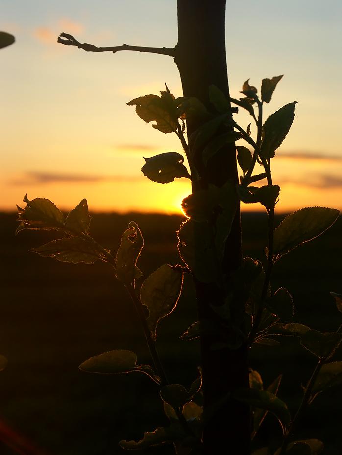 Blätter des Zwetschkenbaumes im Abendlicht