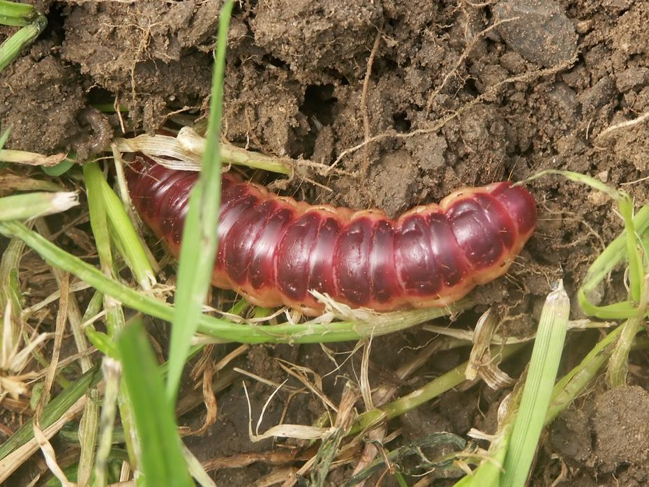 Megaraupe im Garten