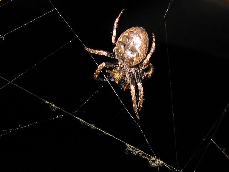 Spinne am Haus