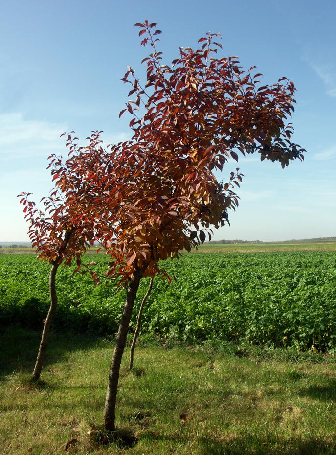 Meine Weichselbäume im Herbst