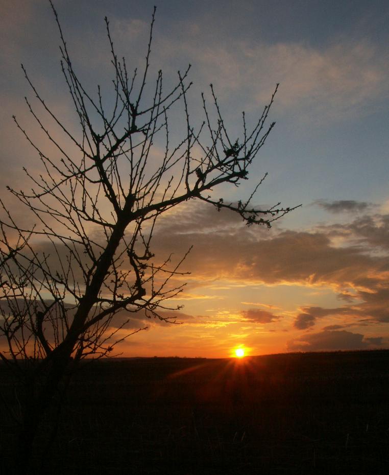 Weichsel im Winterschlaf vor der Sonne