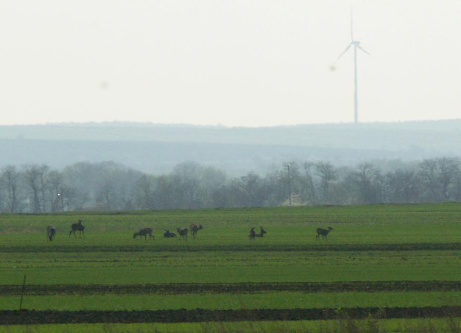 So viele Rehe