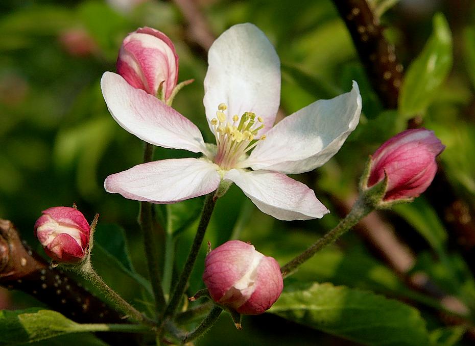 Apfelblüte - endlich offen