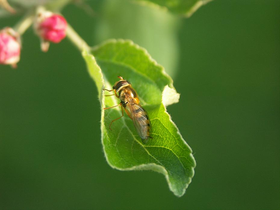 Scheinwespe auf Apfelblatt