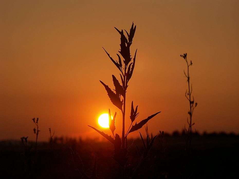 Unkraut vor Sonne oder einfach hübsch