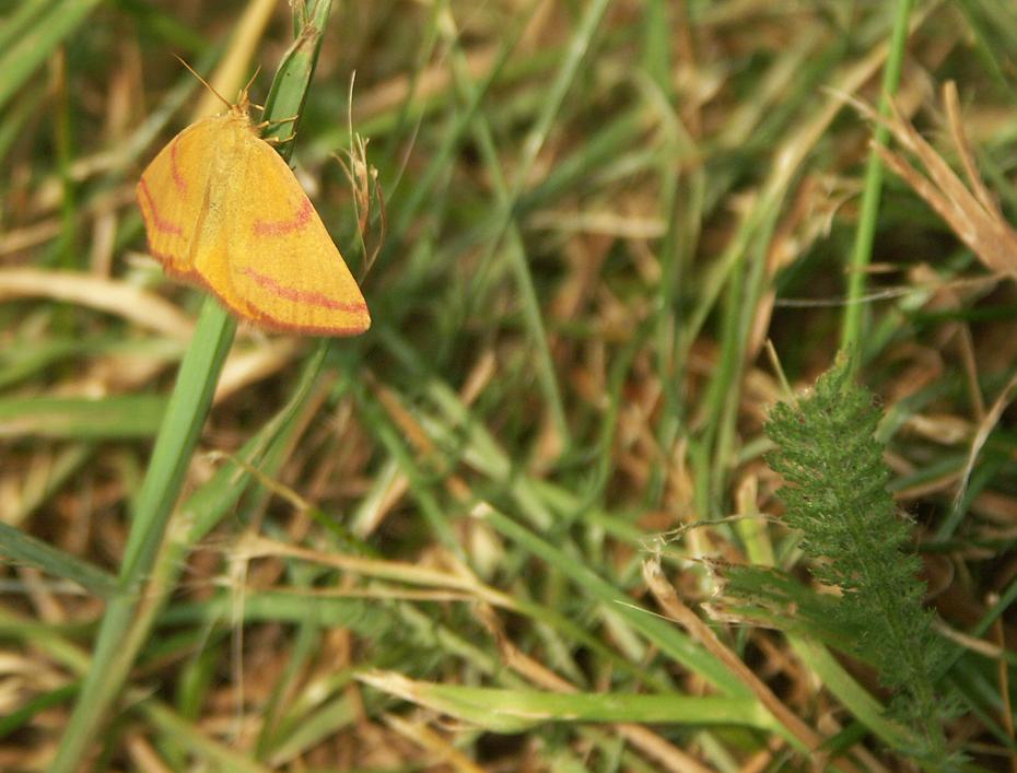 Schmetterling im Gras