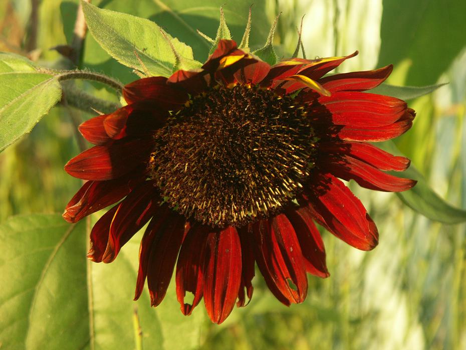 Rote Sonnenblume