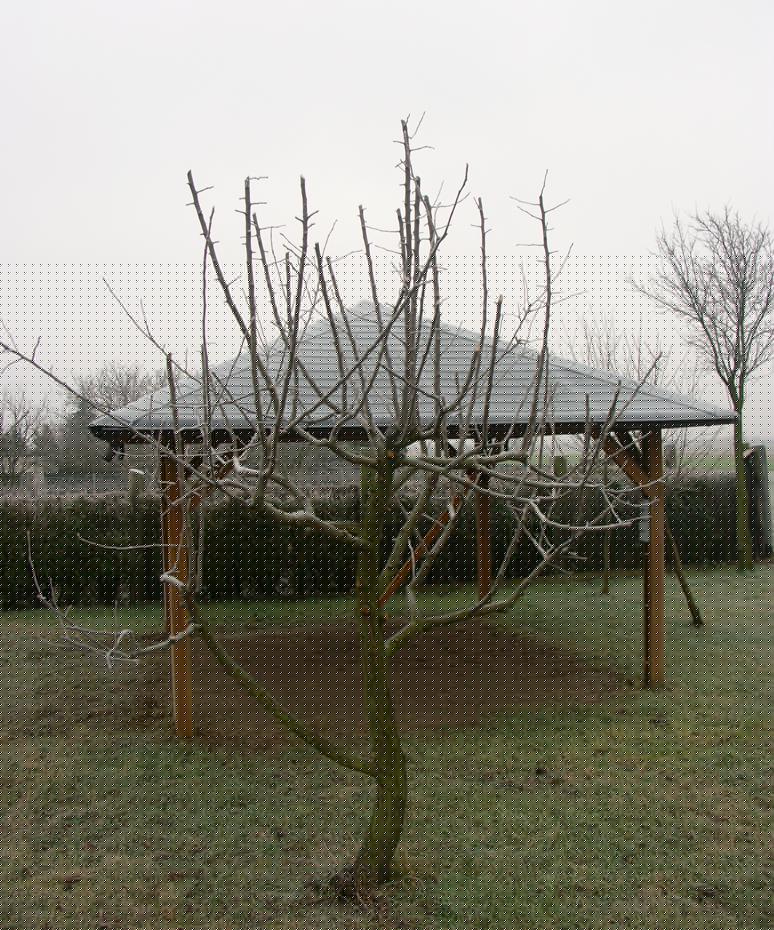 Am 30. Dezember - Raureif und Morgenfrost, aber grün und schneefrei!