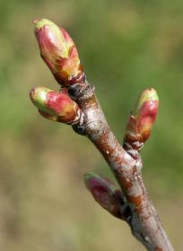 Zwetschke, immer noch nicht vom Frühling überzeugt