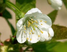 Kirschblüte