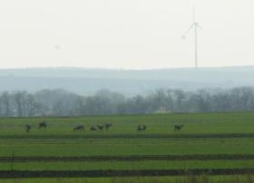 So viele Rehe