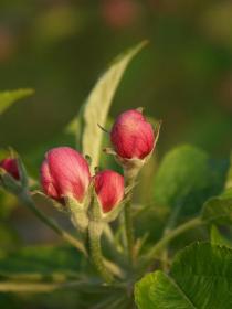 Apfelblüte