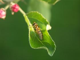 Scheinwespe auf Apfelblatt