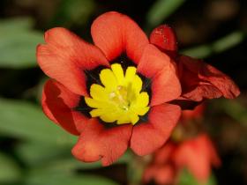 noch eine neue Blume im neuen Beet