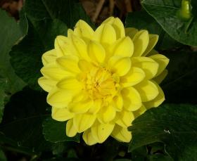 Dahlien beim Eingang