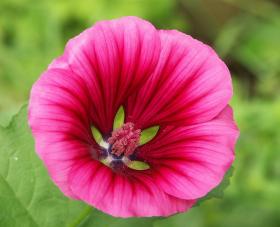 Unkraut oder Blume?