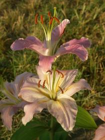 Zwei Lilien