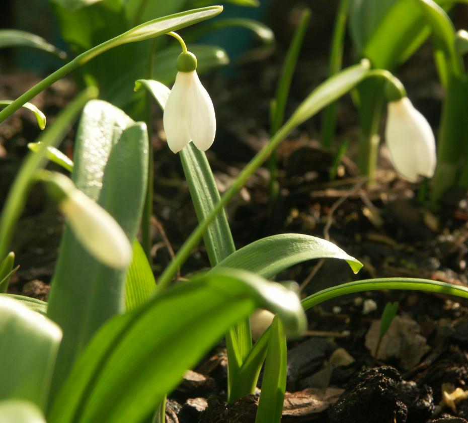 Schneeglöckchen in unserem Beet