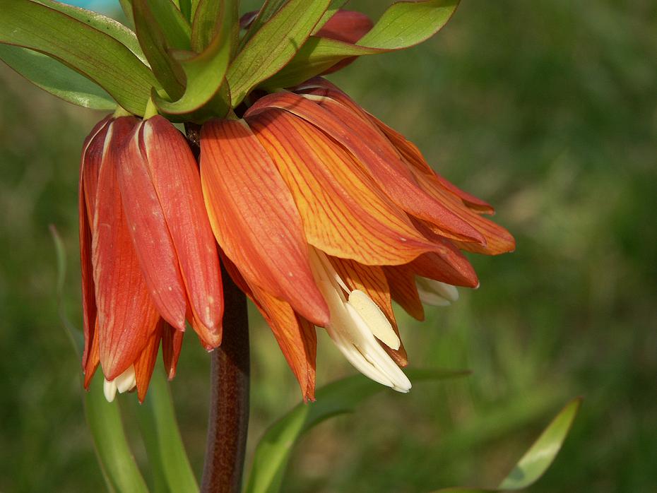 Stinkeblume