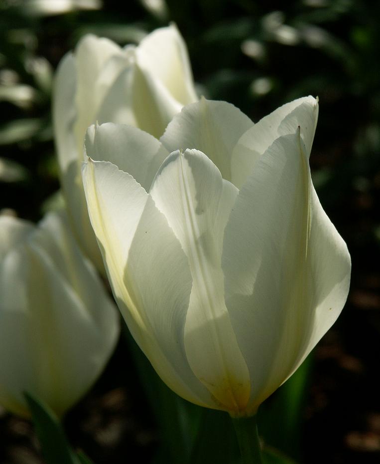 und noch viel mehr Tulpen