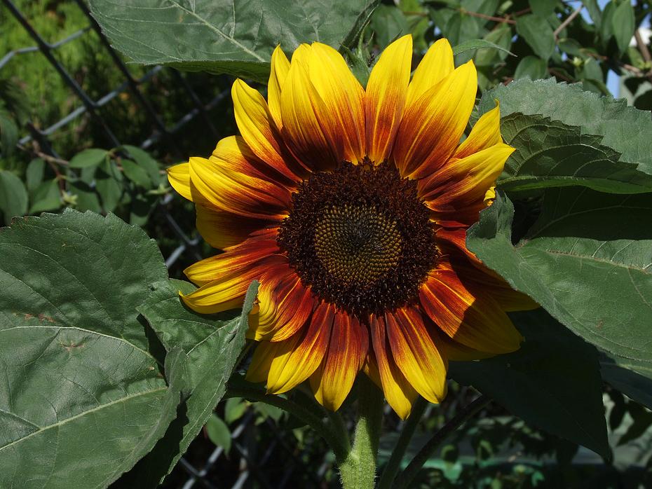 Sonnenblume beim Eingang
