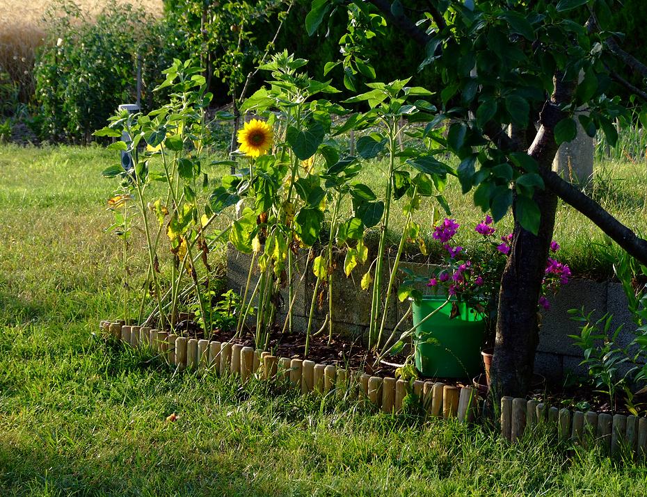 Neues Beet mit Sonnenblumen