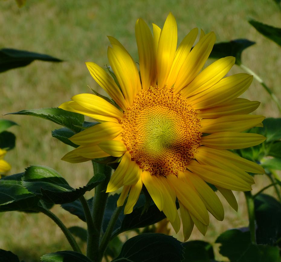 Sonnenblume im Abendlicht