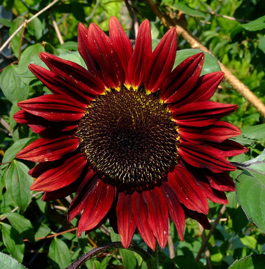 rote Sonnenblume beim Eingang