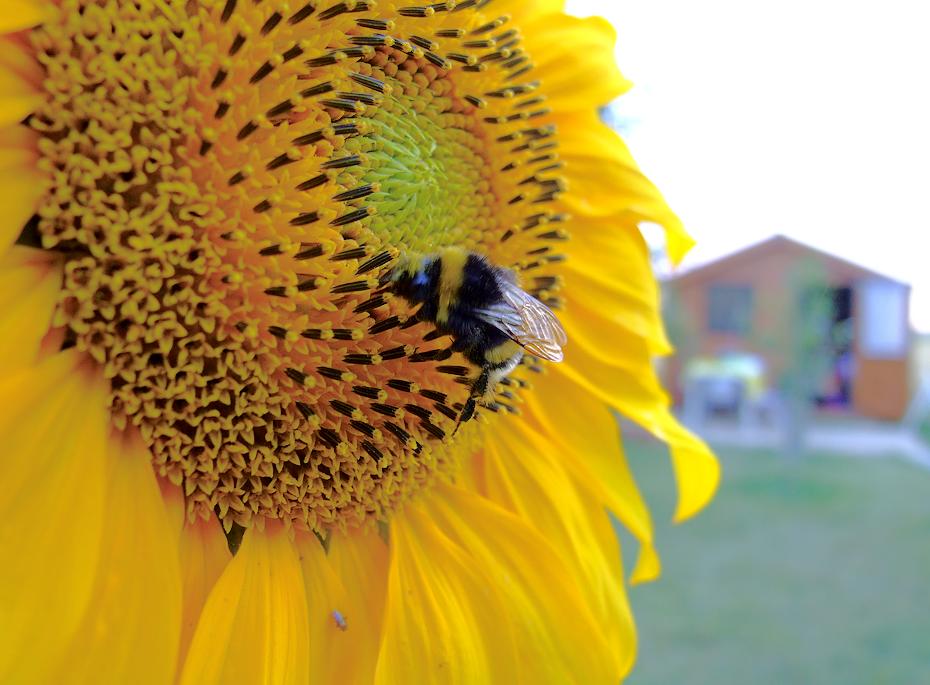 Riesenhummel auf einer unseren Sonnenblumen
