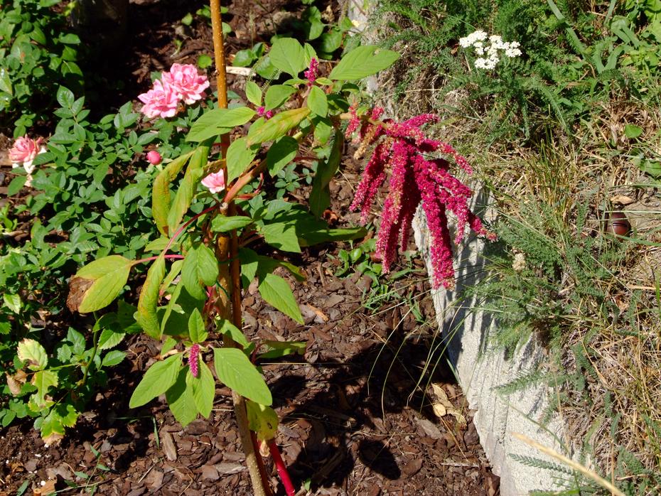AUch dieses Jahr wieder da: der selbstgesetzte Fuchsschwanz