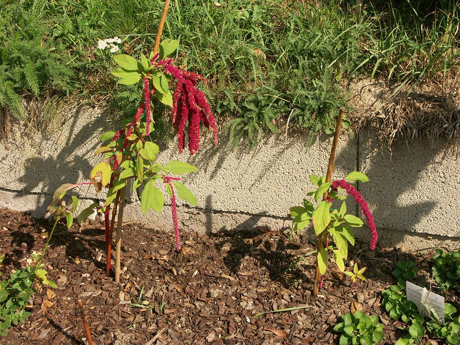 vermehrter Fuchsschwanz