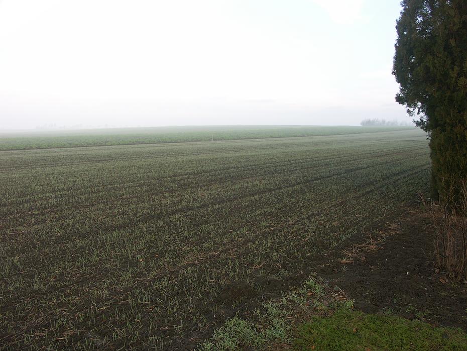 Trüb und kalt - das Feld