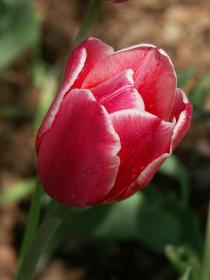 Noch mehr Tulpen
