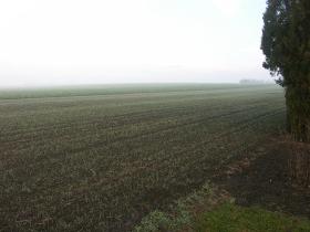 Trüb und kalt - das Feld