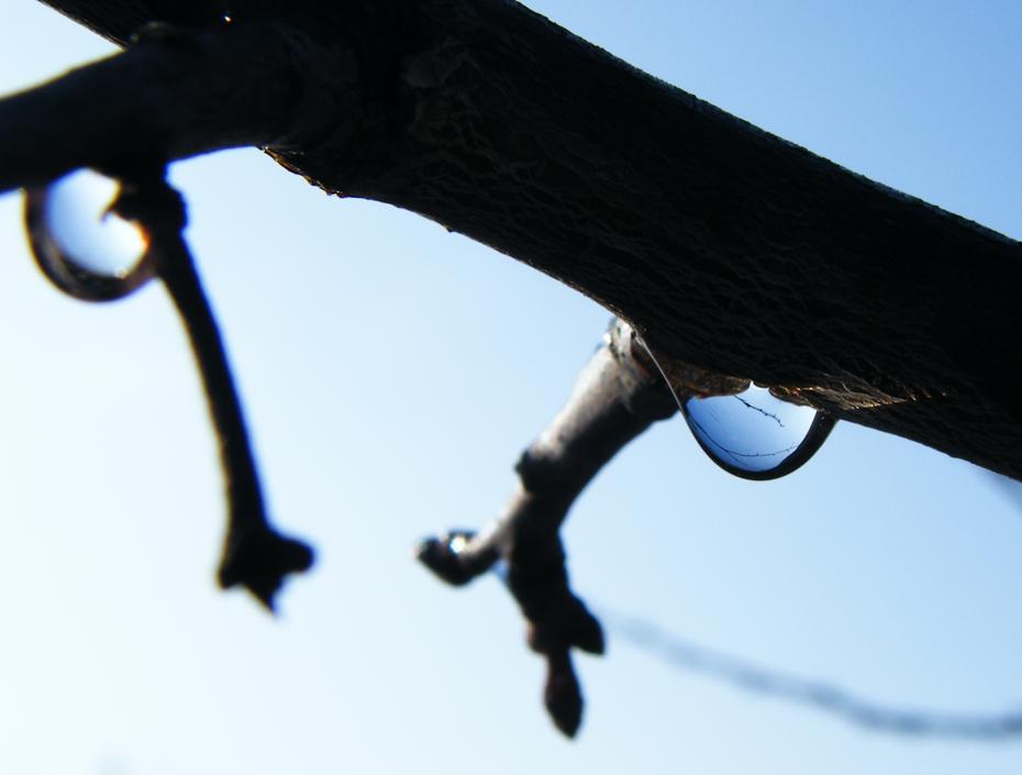 Der schmelzende Schnee hinterläßt Wassertropfen am Baum