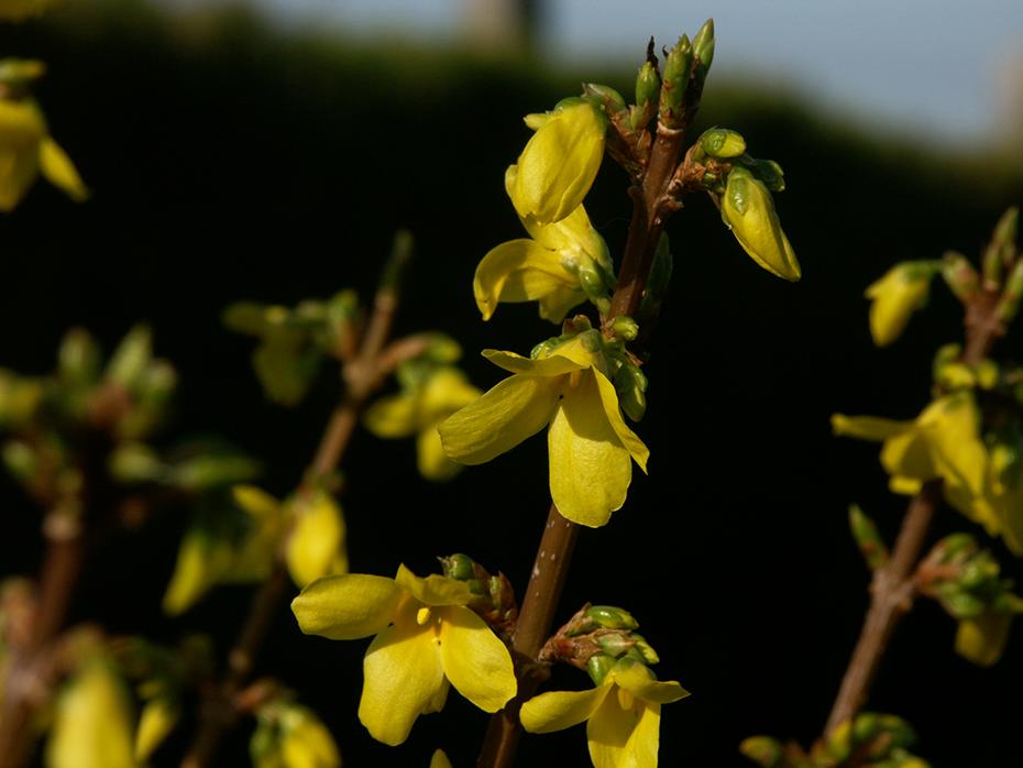 Meine Forsythia