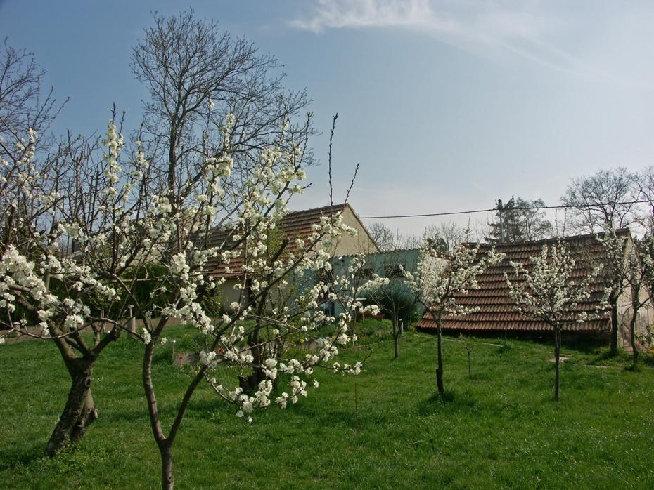 Zwetschken und Ringlotten in Vollblüte