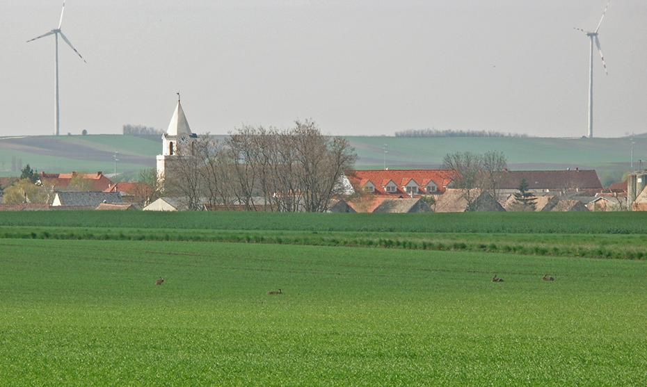 Unglaubliche Hasenmengen im Feld