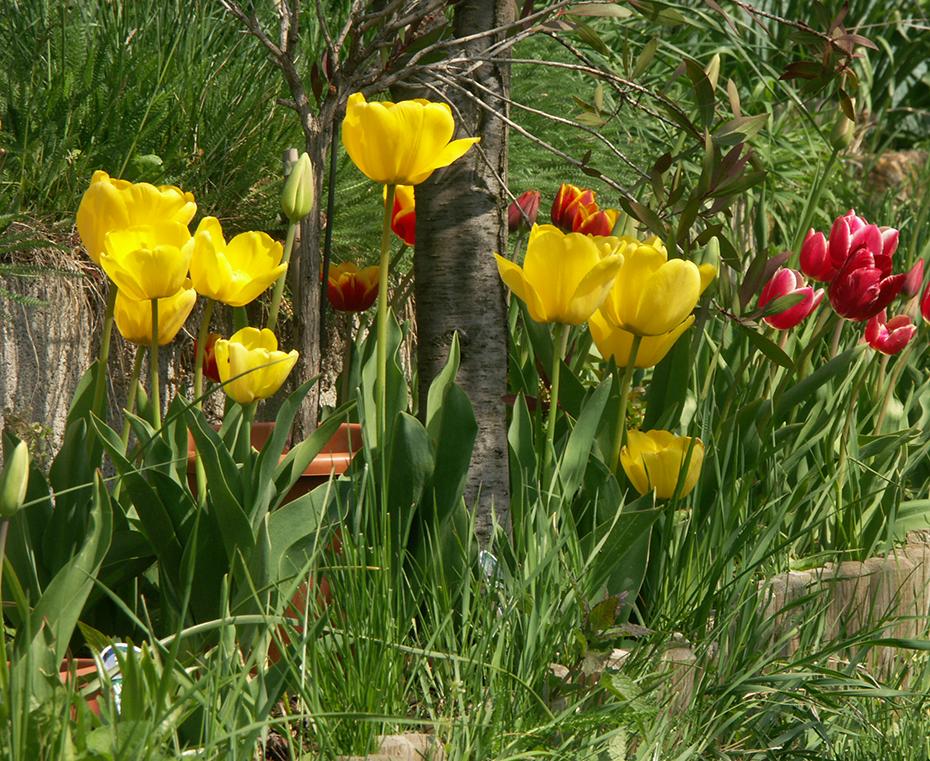 Tulpen in den Beeten