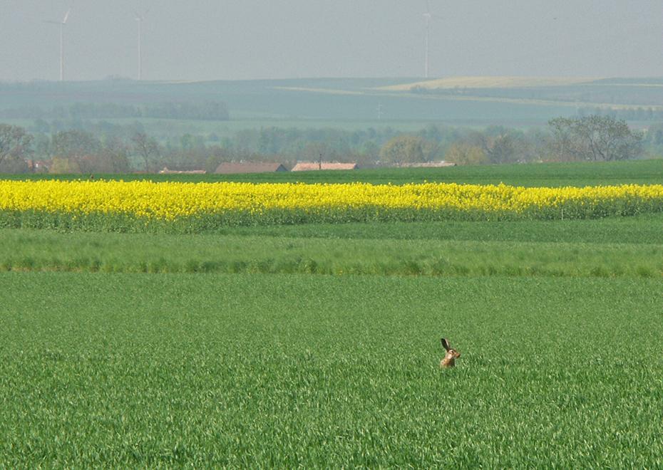 Neugieriger Hase