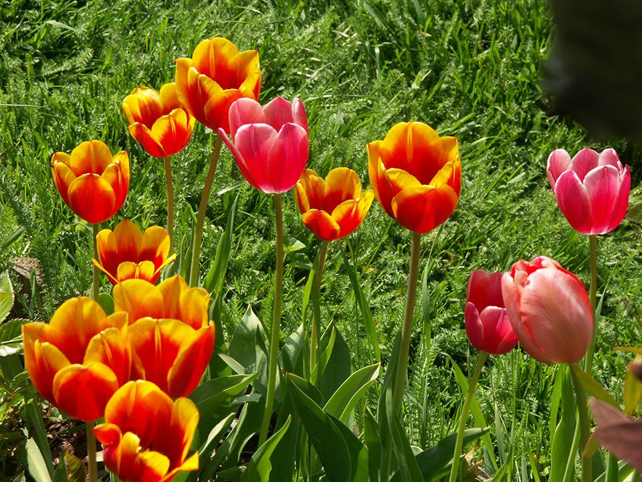 So viele Tulpen