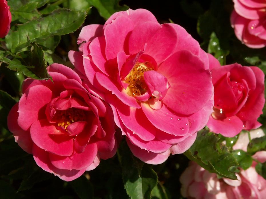 Rosen im Beet
