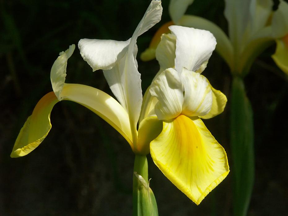 Lilien im Beet