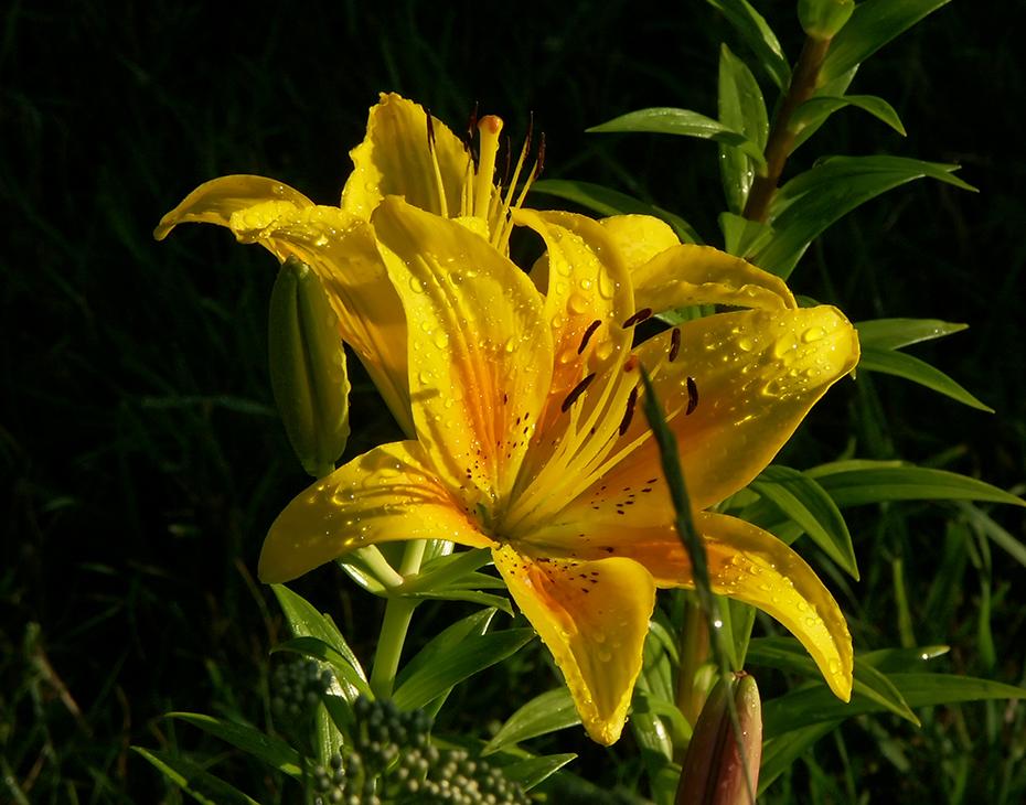 Lilien im Überfluß