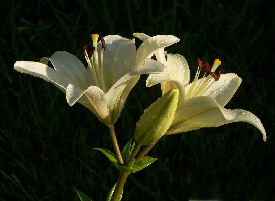Mehr Lilien